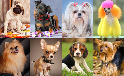 Dog Training Clicker Pet Cat Dog Click Trainer Various Style Aid Adjustable WristStrap Sound Key Chain Dog Repeller Pet Product